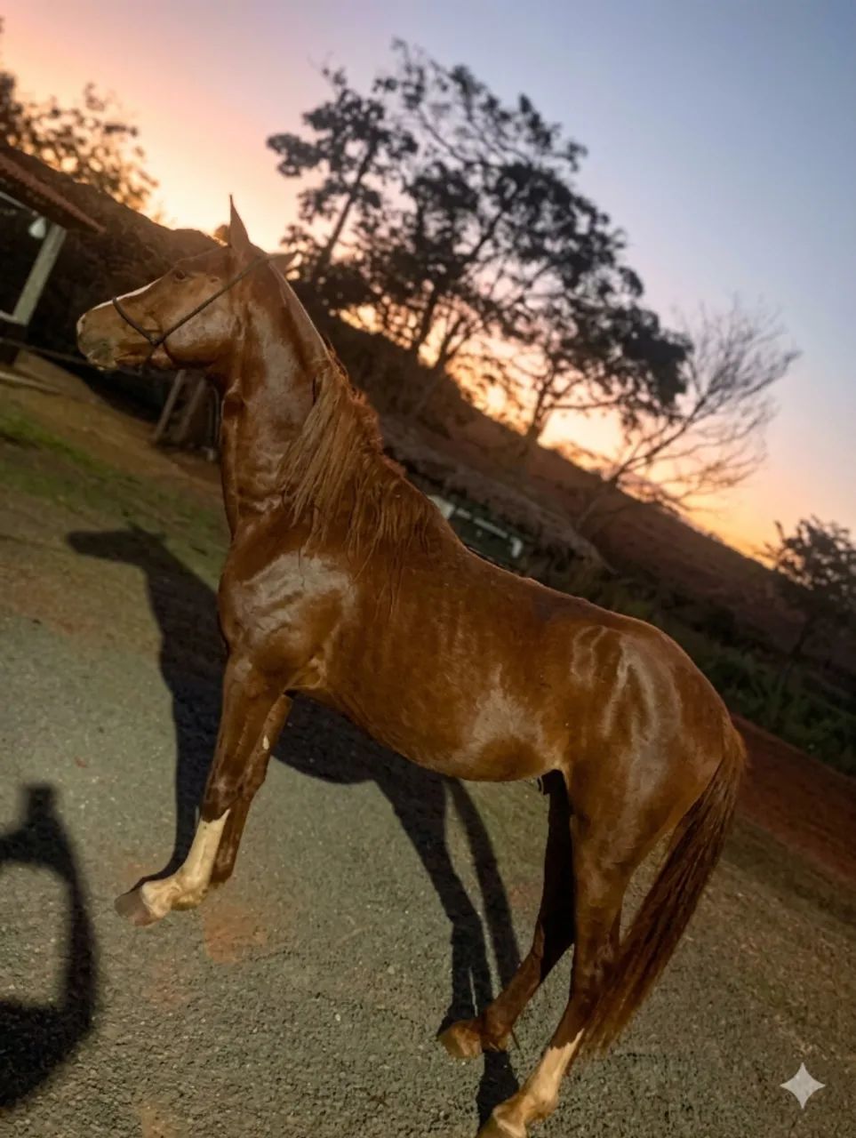 cavalo - Foto 3