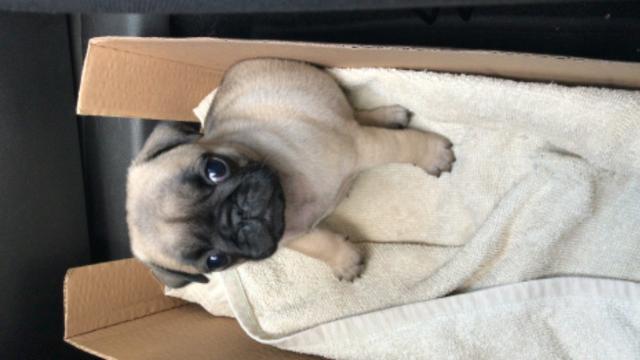 Pug fêmea,microchipada- 1.700