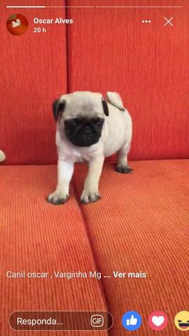 Filhote de Pug macho abricot
