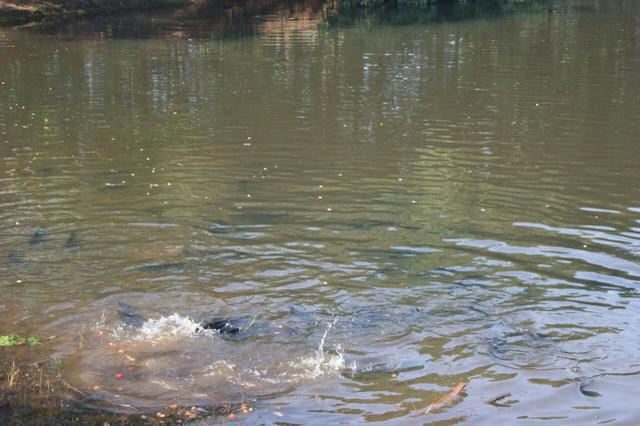 Fazenda 70 hectares á venda á 16km de Cuiabá - Foto 4