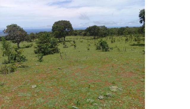 Galinha Morta, 1200 Hectares,500 Reses,Trator, porteira Fechada, Alto Paraguai ?MT