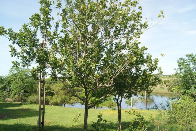 Fazenda 70 hectares á venda á 16km de Cuiabá - Foto 11