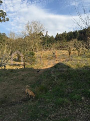 Casa à venda com 2 dormitórios em Fazenda souza, Caxias do sul cod:511 - Foto 3