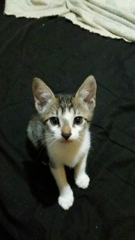 Gatos para adoção