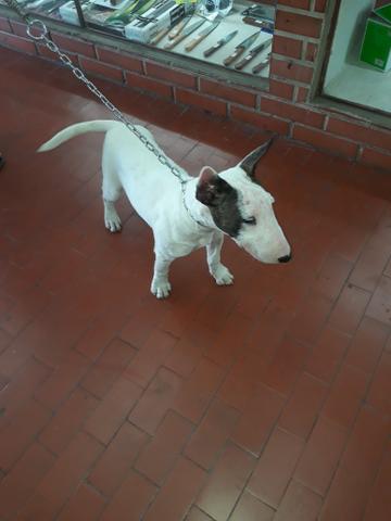 Bull terrier