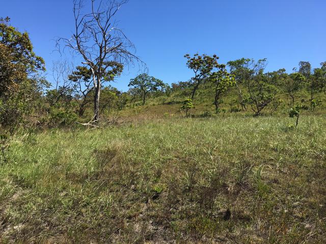 Fazenda Pedro Afonso-TO - Foto 2