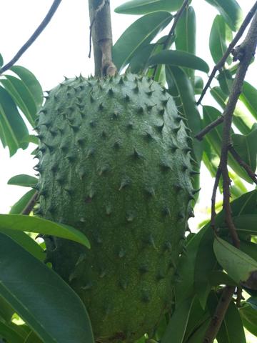 Fruta graviola muito boa .sem agrotóxico - Foto 2