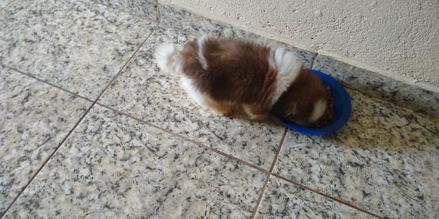 Vende-se filhote de Shitz puro macho 600 já vacinado - Foto 3