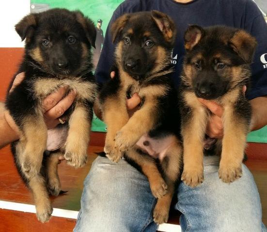 Pastor Alemao Top Recibo Pedigree Garantia De Saude Cachorros E Acessorios Campo Grande Rio De Janeiro 688219263 Olx