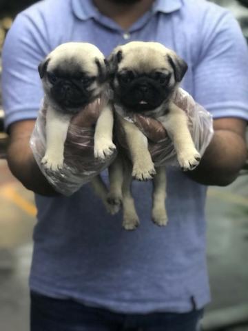 Pug filhotes de 45 a 60 dias, a pronta entrega