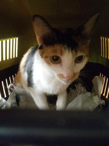 Temos vários gatinhos de abrigo para adoção - Faça a diferença - Foto 4