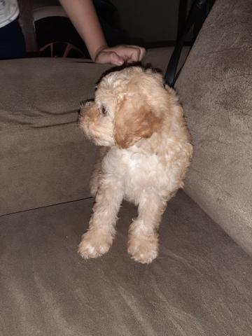 Lindos filhotes de poodle puro - Foto 2