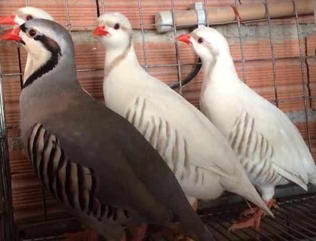 Perdiz Chukar - Foto 6