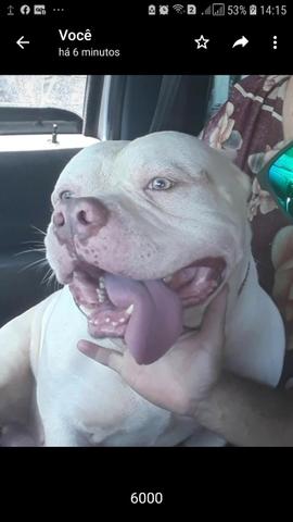 American bully - Foto 4