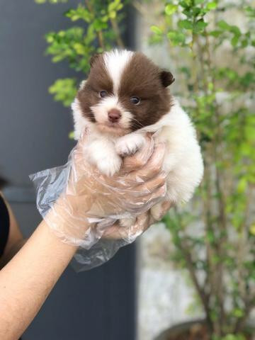 Lulu da pomerania anão com pedigree - Foto 3