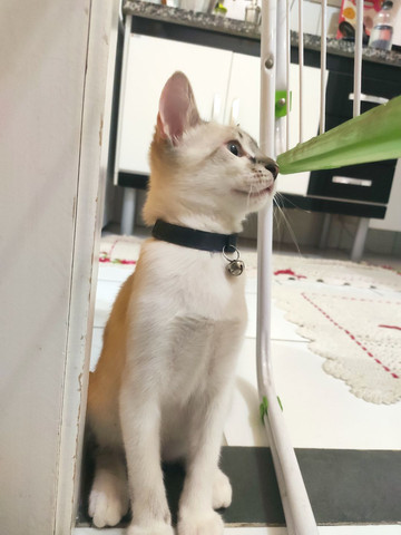 Gato siamês macho doação - Foto 3