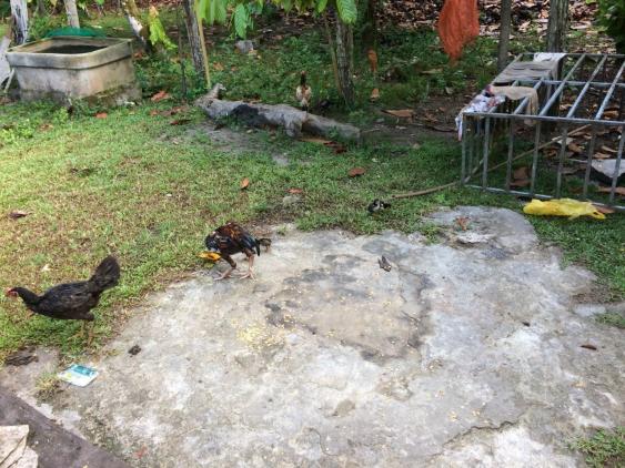 Sítio à venda, 5 quartos, 5 vagas, Santo Antonio - Ilhéus/BA - Foto 6