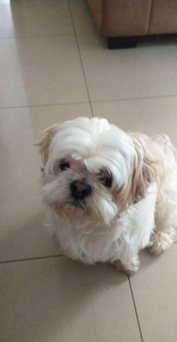 PROCURO UMA NAMORADA RAÇA ILHASA APSO!!! - Foto 3