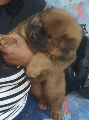 Filhote de Chow chow - Foto 2