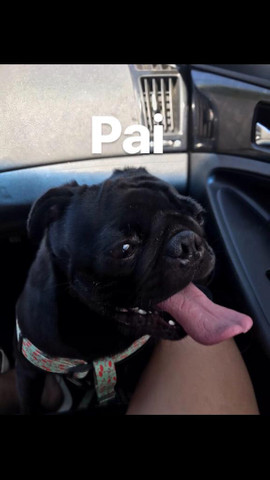Filhotes de pug - Pura genética - Foto 4