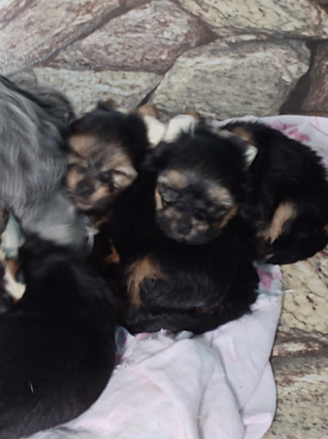 Yorkshire terrier