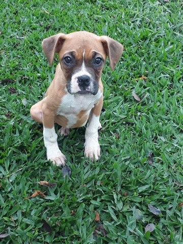 Vendo casal de boxer - Foto 2