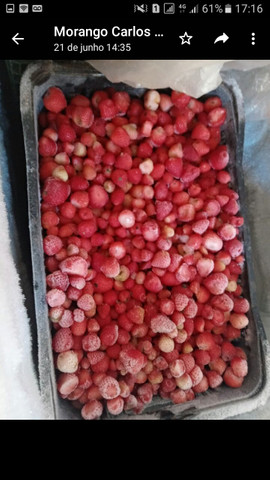 Morangos congelado - Foto 5