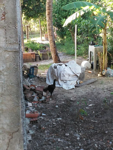 Vendo frago e galinhas - Foto 5