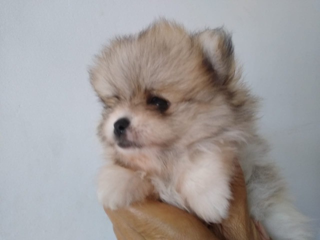 Filhote de Lulu da Pomerânia (splitz alemão anão )macho