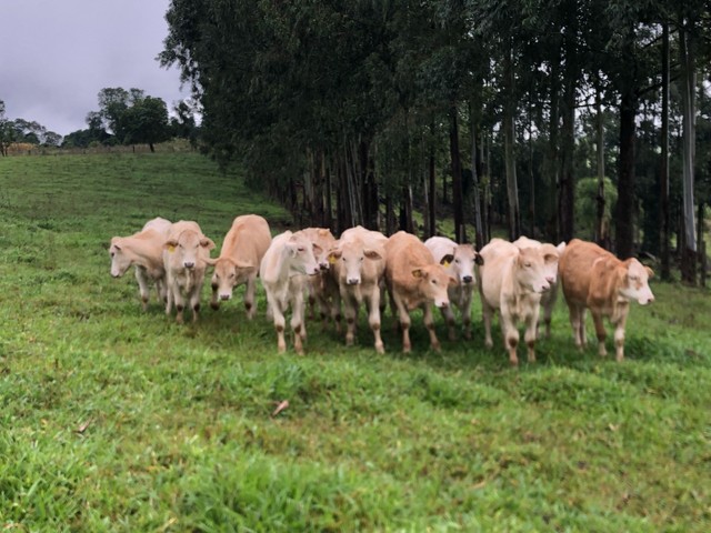 Gado, benzeras, novilhas 