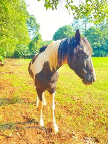 Cavalo pampa manga larga