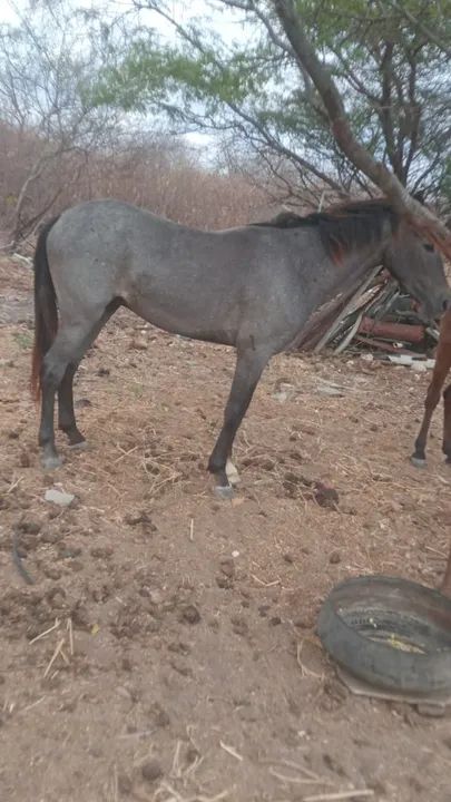 vende-se belissimo cavalo