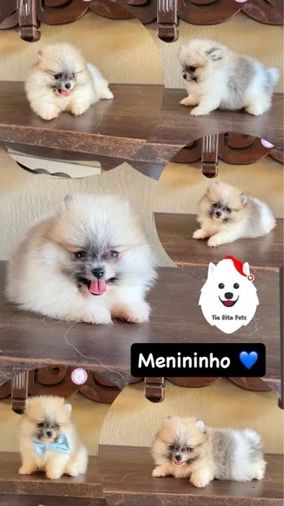 Lindos filhotes @tiaritapets - Foto 2