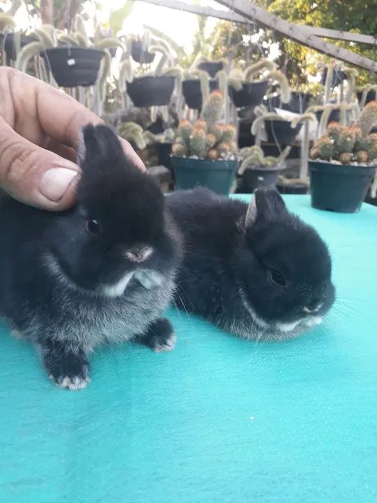Coelho anão importado Black other  - Foto 5