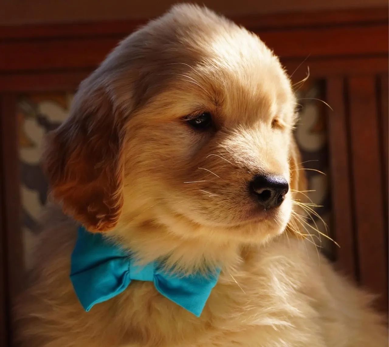 Filhote Golden Retriever - Tranforma sua vida para melhor!