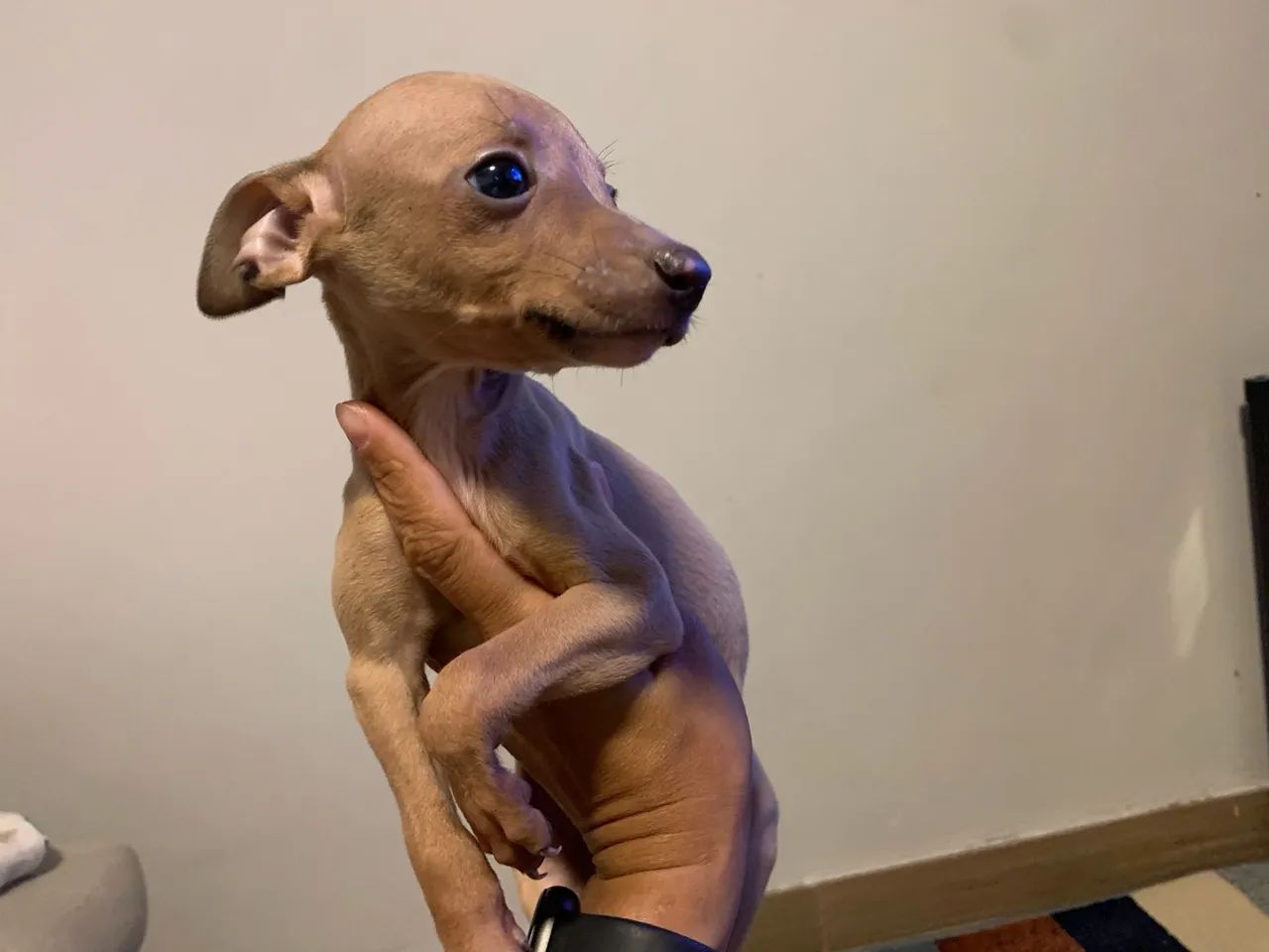 Galgo italiano fêmea - Foto 4
