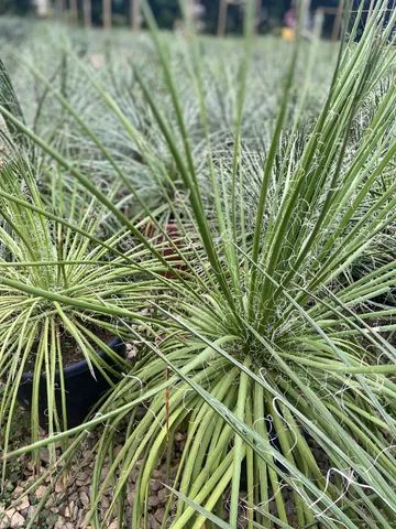 Plantas para Revenda Atacado e Varejo - Foto 4