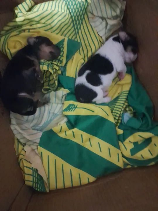 Filhotes de cachorro