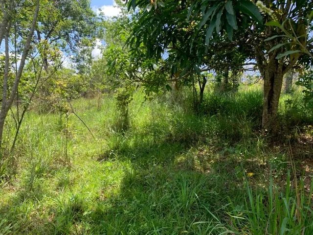  Terreno rural 7.8ha, casa antiga, barracão, arvores frutíferas, 2 nascentes,2 lagoas, Jab - Foto 4