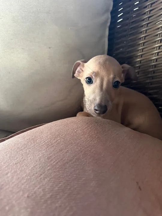 Galgo italiano fêmea - Foto 5