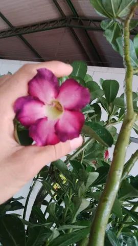 Plantas para Revenda Atacado e Varejo - Foto 2