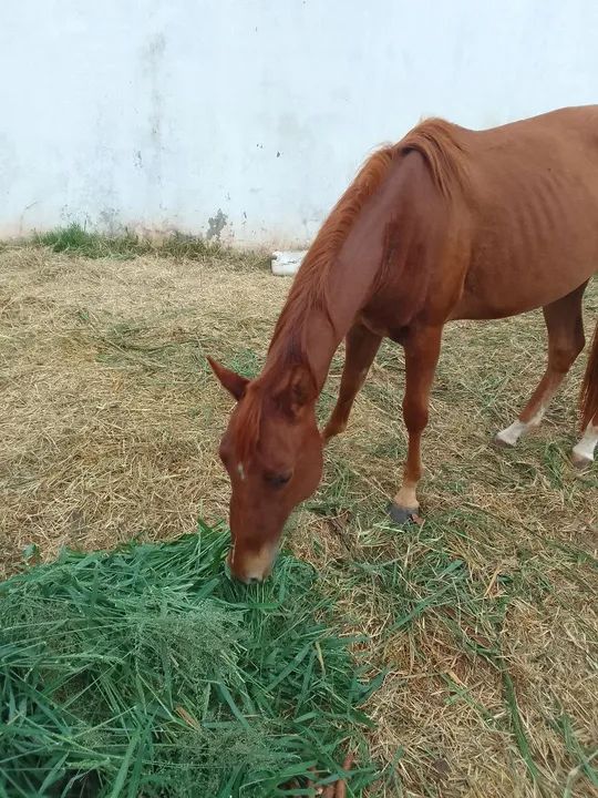 Égua Quarto de Milha para venda - Foto 3