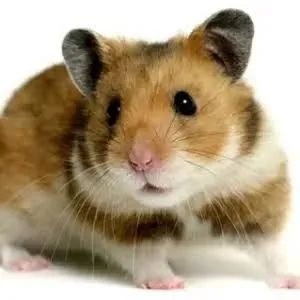 Hamster Sírio 