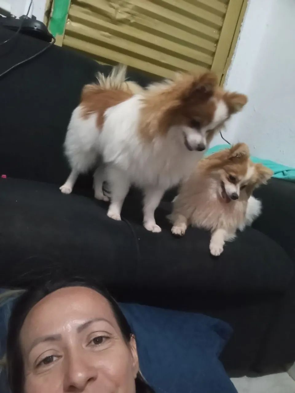 Spitz alemão anao