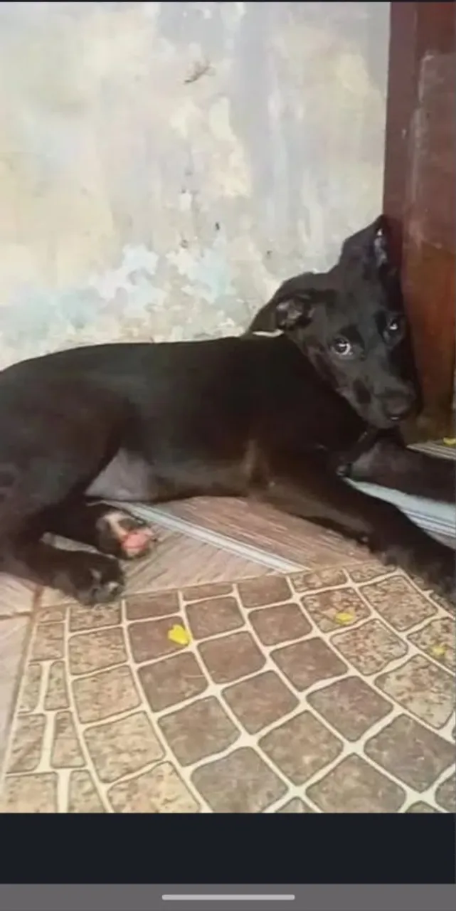 Filhote de cachorro preto para adoção