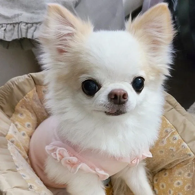 Chihuahua disponível: Tamanho mini, amor gigante!
