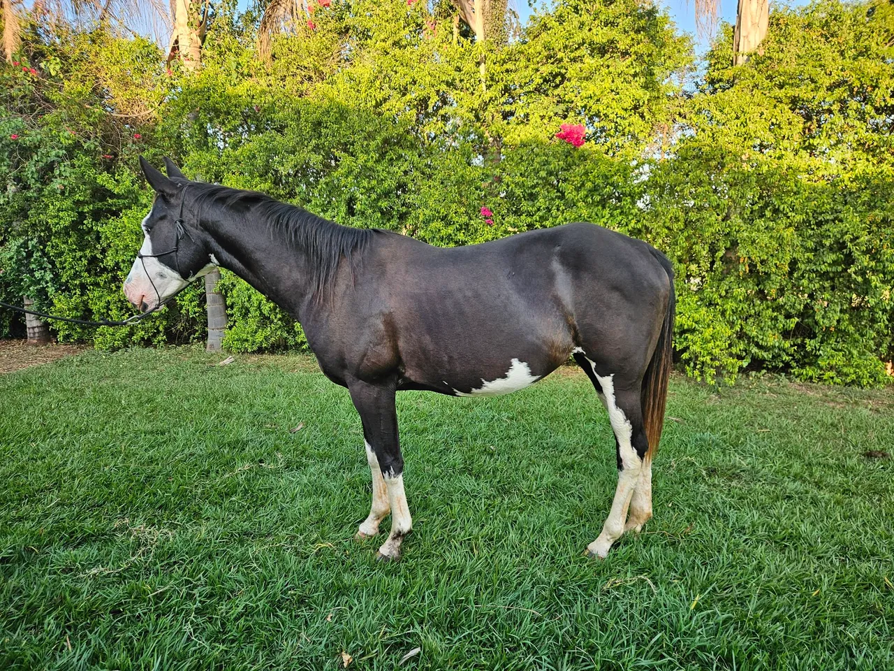 Paint Horse