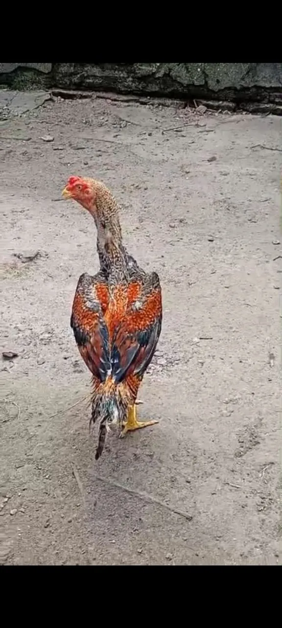 frango top