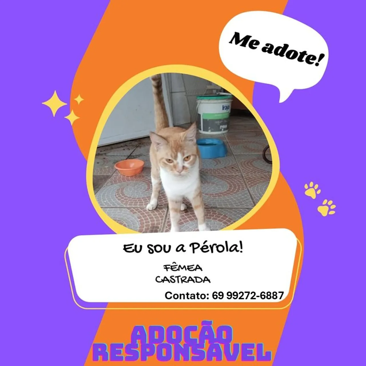 Pérola - Gatinha para Adoção Responsável
