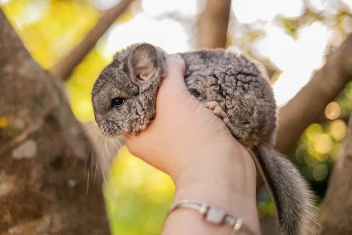 Chinchila - Filhotes - PROMOÇÃO DE VERÃO